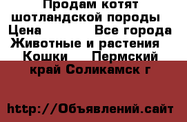 Продам котят шотландской породы › Цена ­ 2 000 - Все города Животные и растения » Кошки   . Пермский край,Соликамск г.